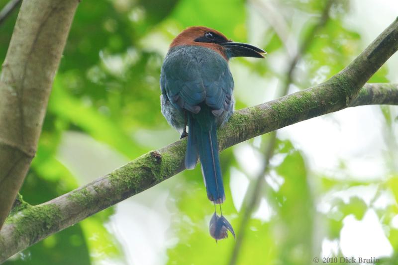 2010-10-06_16-05-01.jpg - Broad-billed Motmot, La Selva Biological Station, Costa Rica