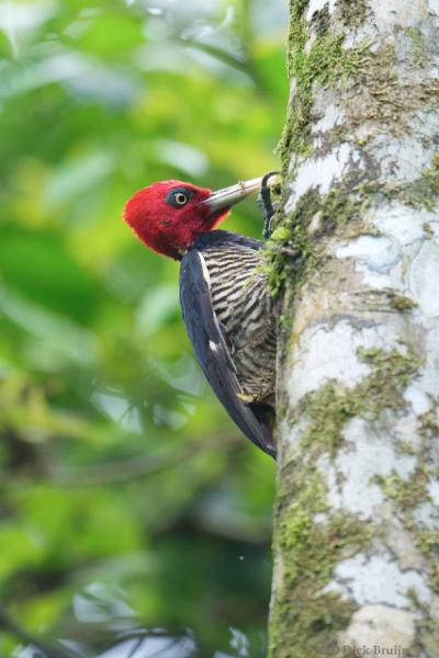 2010-10-06_16-22-29.jpg - Pale-billed Woodpecker, La Selva Biological Station, Costa Rica