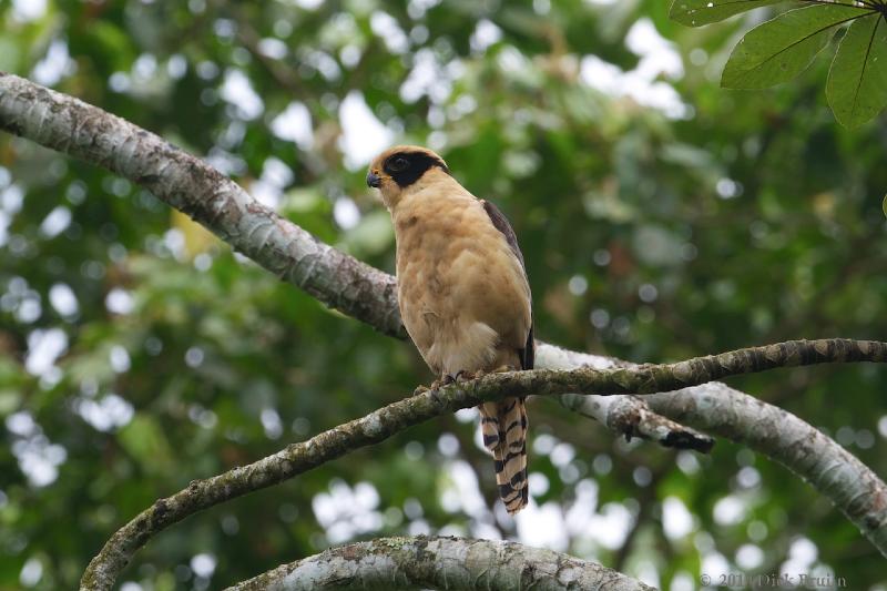 2010-10-06_16-25-37.jpg - Laughing Falcon, La Selva Biological Station, Costa Rica