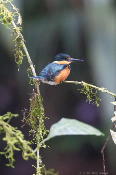 2010-10-06_18-14-33.jpg - American Pygmy Kingfisher, La Selva Biological Station, Costa Rica