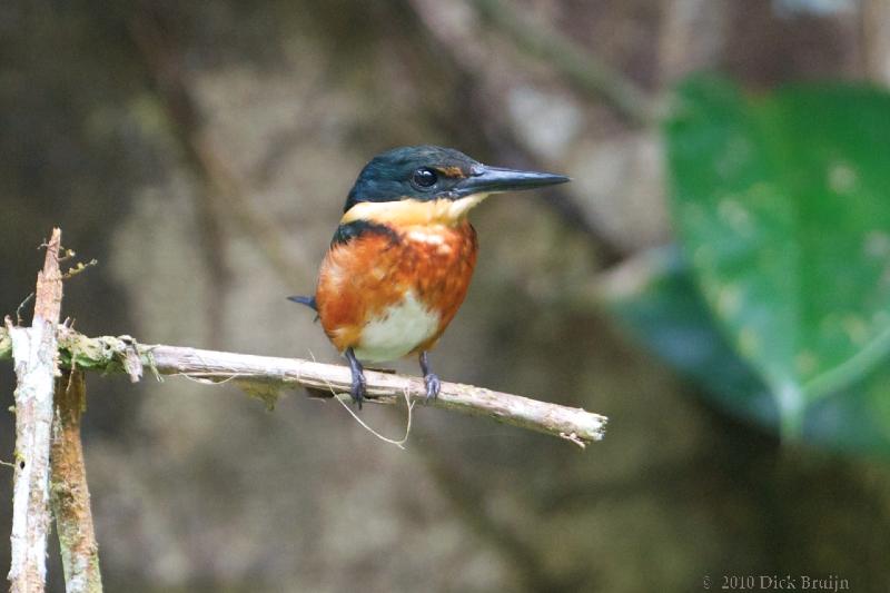 2010-10-06_18-24-59.jpg - American Pygmy Kingfisher, La Selva Biological Station, Costa Rica