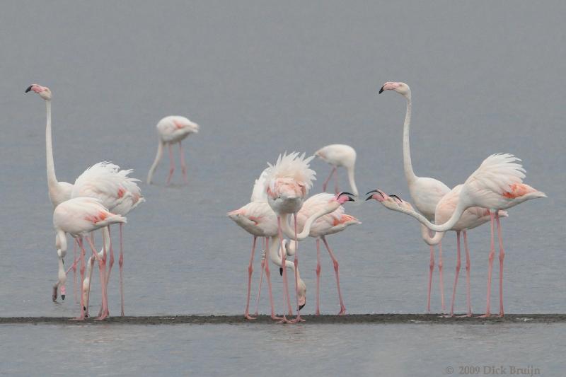 2009-05-19_15-31-34.jpg - Flamingo, Kaloni Saltworks, Lesbos, Greece