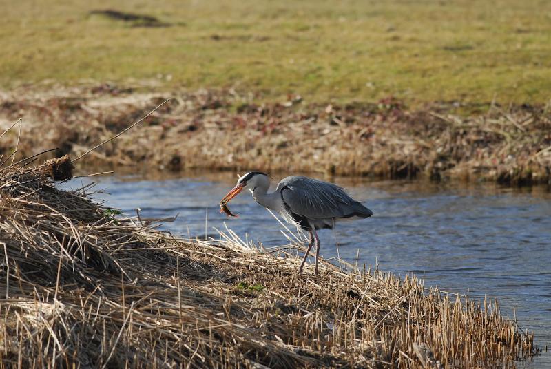 2006-03-25_15-45-50.jpg - Blauwe Reiger (Zaanstad NH)