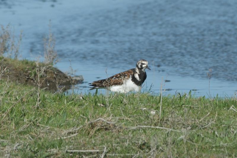 2007-04-29_16-14-31.jpg - Steenloper, De Putten (NH)