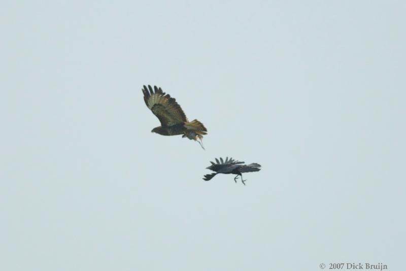 2007-05-24_13-46-04.jpg - Buizerd, Zwarte Kraai, Zaanstad (NH)