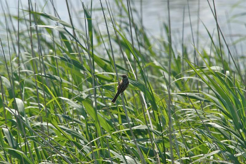 2007-07-08_09-49-08.jpg - Rietgors (v), Lepelaarsplassen (FL)