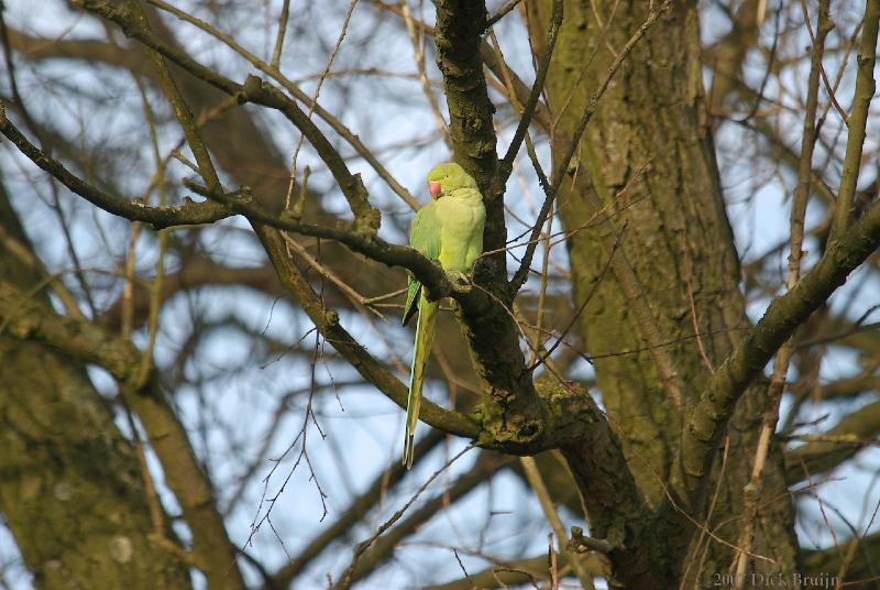 2007-12-23_12-59-30.jpg - Halsbandparkiet, Twiske (NH)