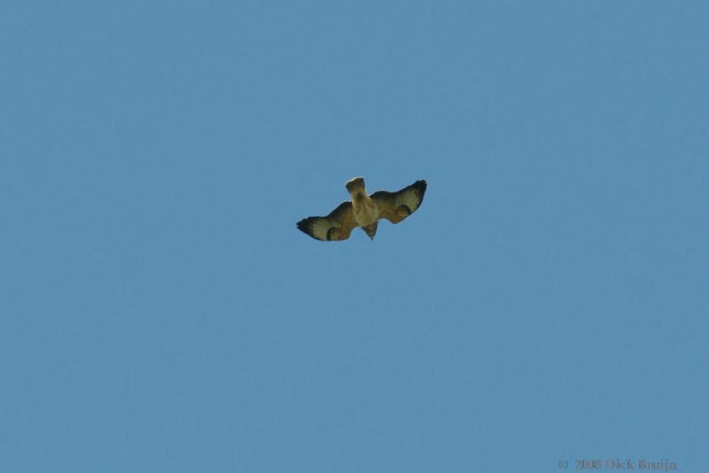 2008-05-06_16-01-47.jpg - cf.Arendbuizerd, cf.Steppenbuizerd, Oostvaardersplassen (FL)