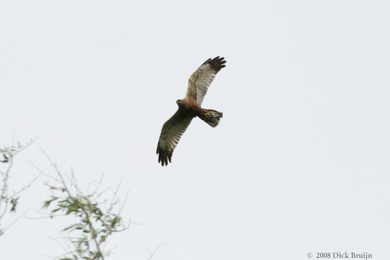 2008-06-20_15-18-31.jpg - Bruine Kiekendief, Oostvaardersplassen (FL)