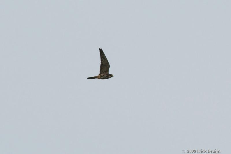 2008-06-20_15-27-05.jpg - Boomvalk, Oostvaardersplassen (FL)