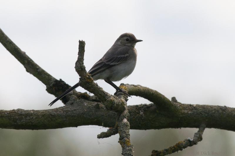 2008-06-27_15-29-31.jpg - Witte Kwikstaart, Oostvaardersplassen (FL)