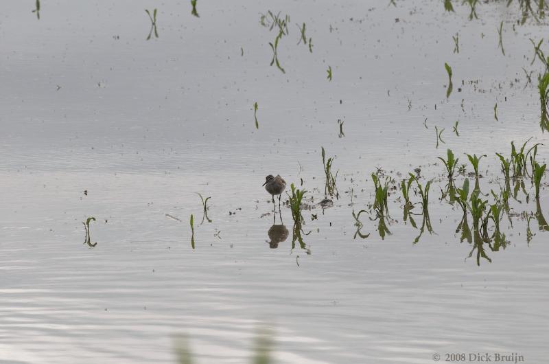 2008-07-10_17-22-17.jpg - Bosruiter, Oostvaardersplassen (FL)