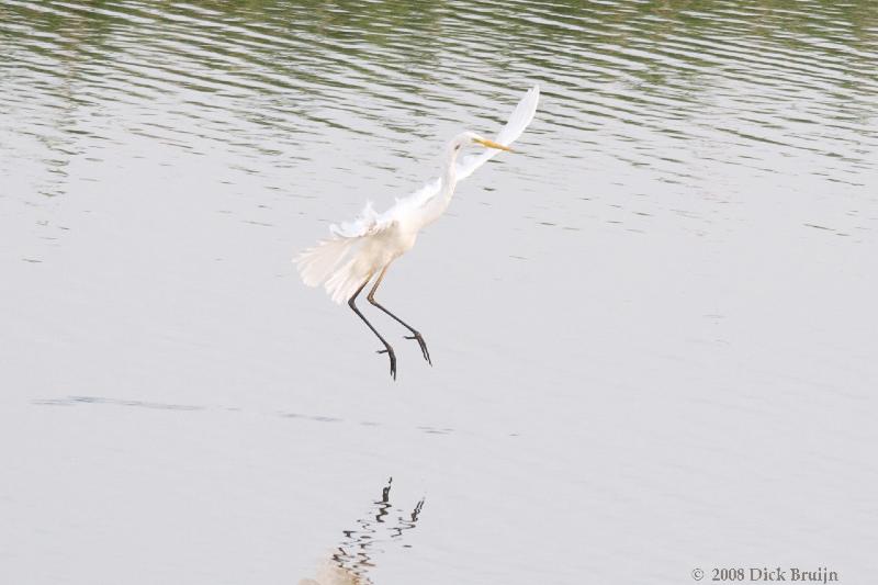 2008-08-06_19-02-04.jpg - Grote Zilverreiger, Lepelaarsplassen (FL)