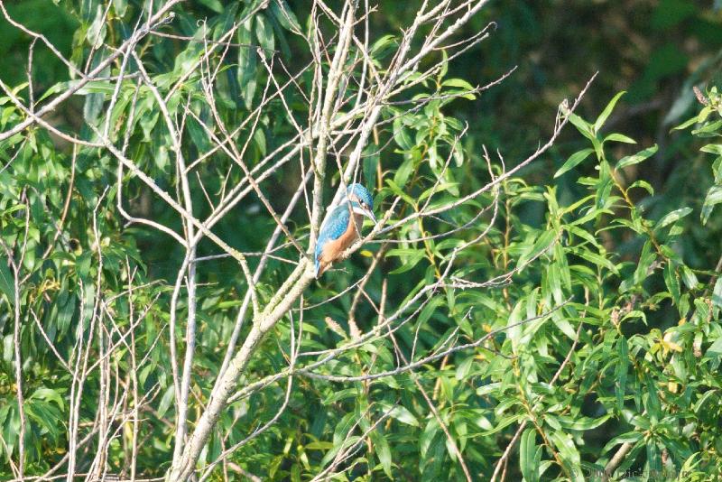 2008-09-11_16-47-06.jpg - IJsvogel, Lepelaarsplassen (FL)