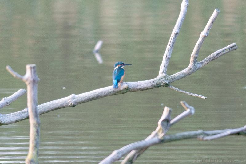 2008-09-11_18-07-59.jpg - IJsvogel, Lepelaarsplassen