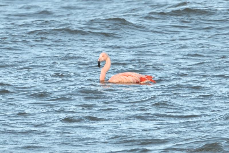 2009-03-08_14-40-26.jpg - Chileense Flamingo, Ketelmeer (FL)