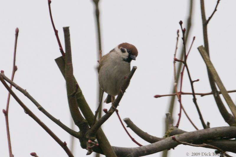 2009-03-17_11-40-04.jpg - Ringmus, Lelystad (FL)