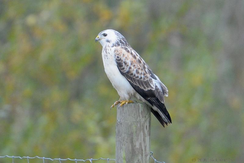 2009-10-24_11-31-31.jpg - Buizerd, Oostvaardersplassen (FL)