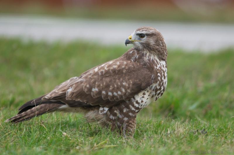 2009-10-29_13-37-30.jpg - Buizerd, Oostvaardersplassen (FL)