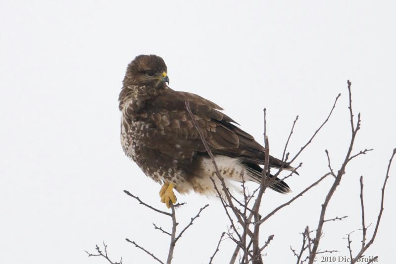 2010-01-10_12-10-40.jpg - Buizerd, Hollandse Hout, Lelystad (FL)