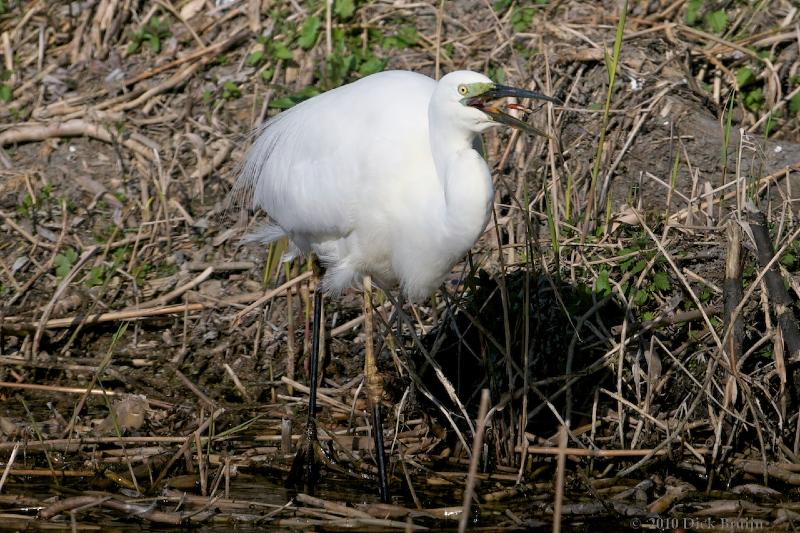 2010-04-16_16-42-44.jpg - Grote Zilverreiger, Oostvaardersplassen (FL)