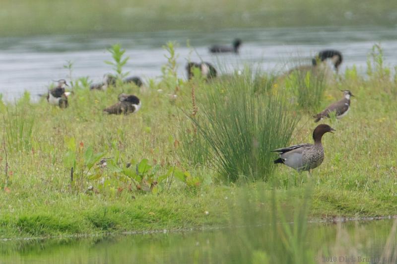 2010-06-06_12-36-39.jpg - Australian Wood Duck, Kievit, Kievitslanden, Dronten (FL)