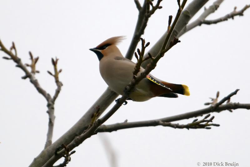 2010-11-12_15-13-44.jpg - Pestvogel, Hoorn