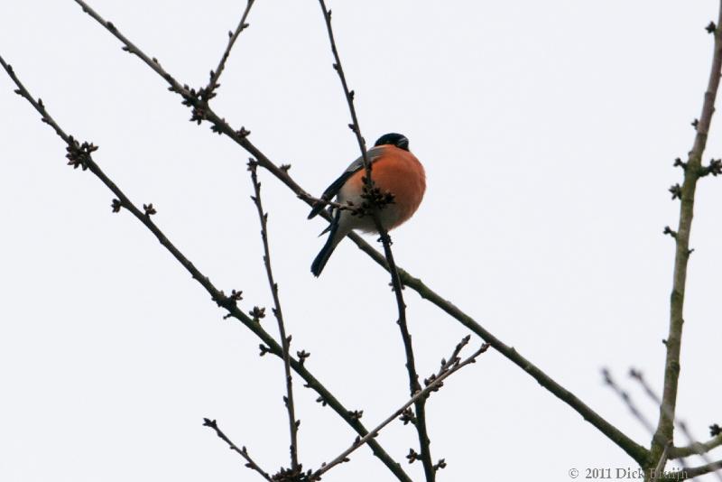 2011-02-19_15-18-27.jpg - Goudvink (m), Reve Abbertbos, Dronten (FL)