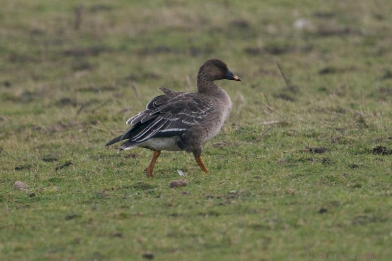 2011-02-19_16-41-12.jpg - Kleine Rietgans, Oostvaardersplassen, Lelystad (FL)