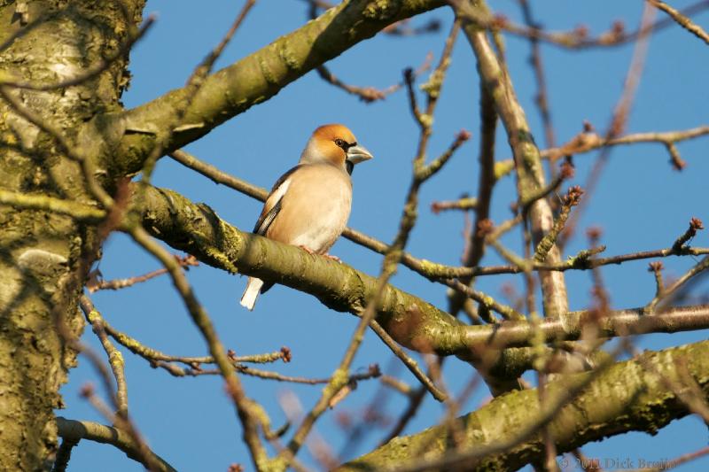 2011-02-21_16-16-14.jpg - Appelvink, Reve Abbertbos, Dronten (FL)