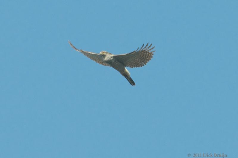 2011-03-03_13-57-32.jpg - Havik, Reve-Abbertbos, Dronten (FL)