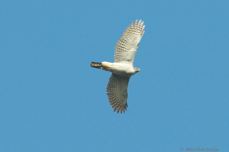 2011-03-03_13-57-36.jpg - Havik, Reve-Abbertbos, Dronten (FL)