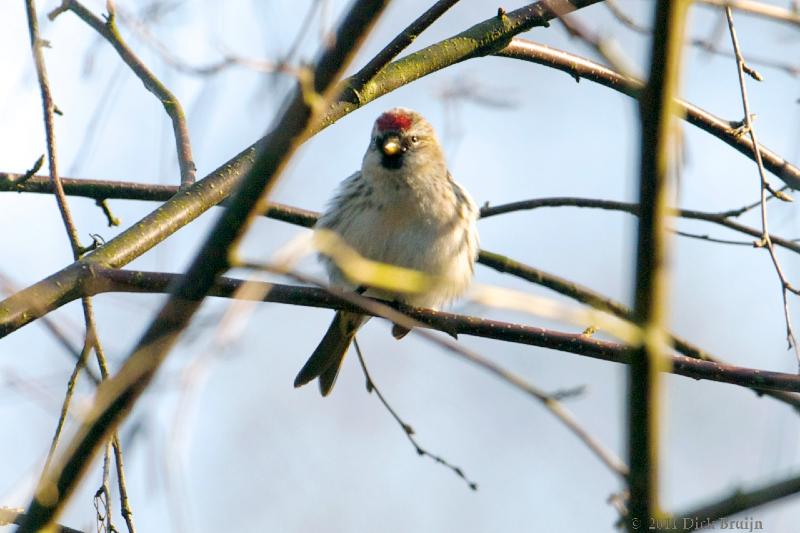 2011-03-03_14-48-52.jpg - Kleine Barmsijs, Reve-Abbertbos, Dronten (FL)