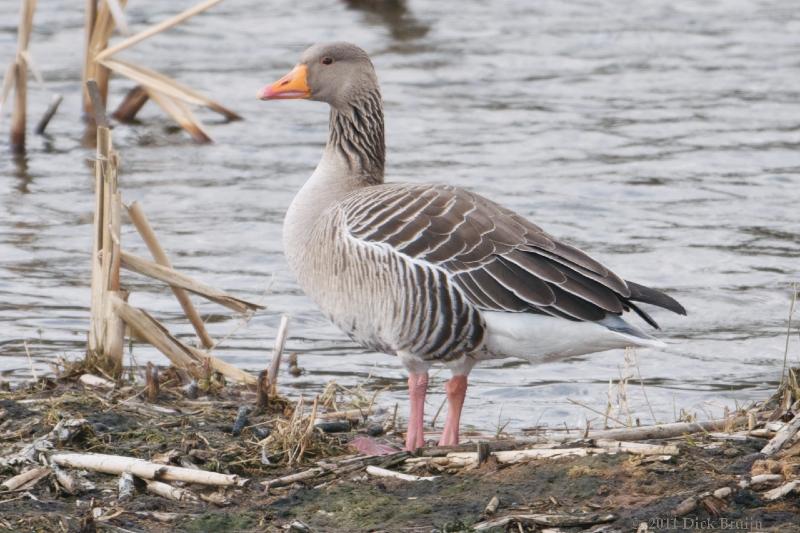 2011-03-11_13-01-34.jpg - Grauwe Gans, Diependal (DR)