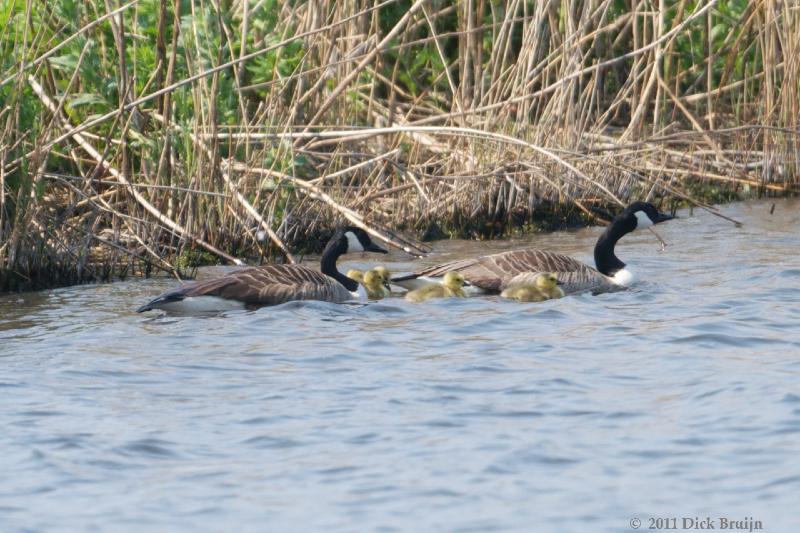 2011-04-30_13-16-26.jpg - Canadese Gans, Stichtse Putten, Zeewolde (FL)