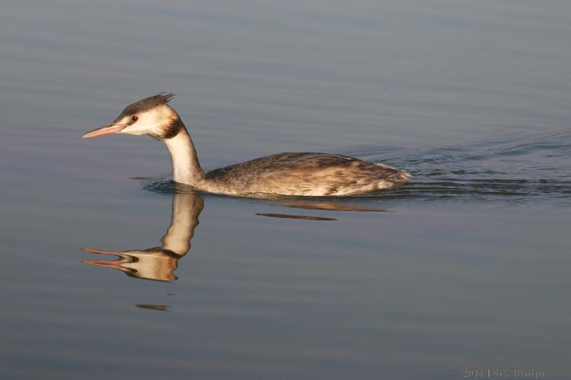 2011-10-01_08-36-00.jpg - Fuut, Lepelaarsplassen, Almere (FL)