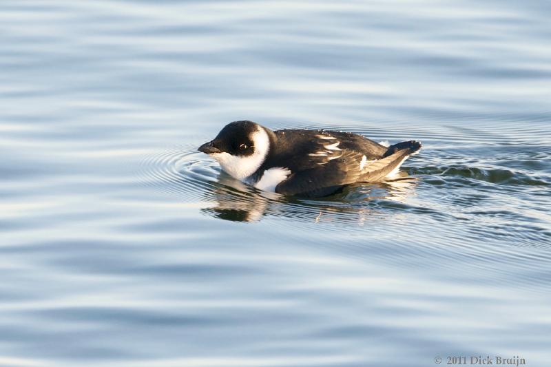 2011-10-16_08-12-16.jpg - Kleine Alk, IJsselmeer, Lelystad