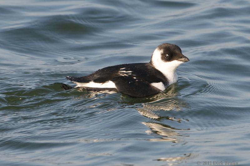 2011-10-17_14-29-29.jpg - Kleine Alk, IJsselmeer, Lelystad