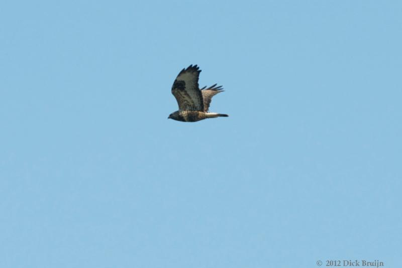 2012-01-16_11-39-56.jpg - Ruigpootbuizerd, Knardijk, Lelystad (FL)