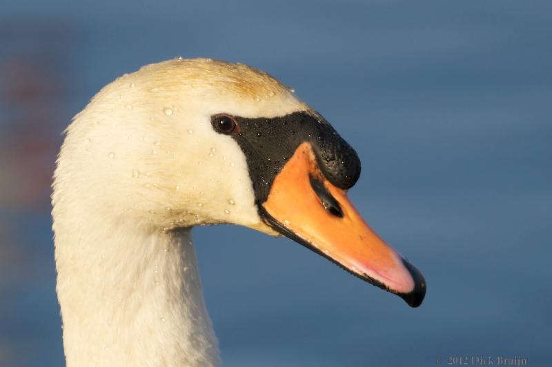 2012-02-11_16-00-28.jpg - Knobbelzwaan, Lelystad-Haven (FL)