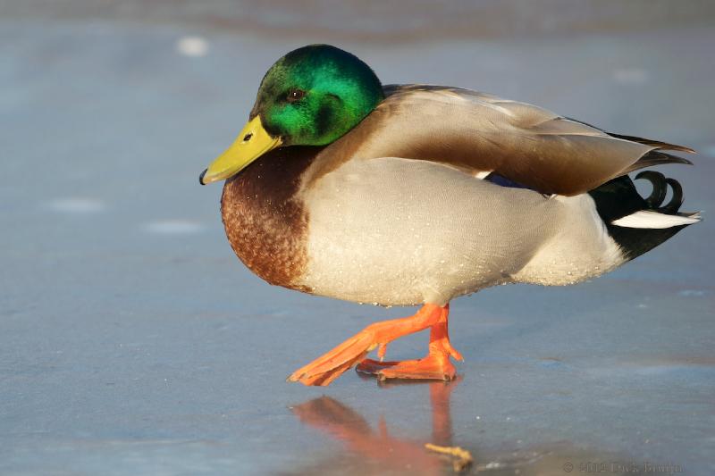 2012-02-11_16-14-43.jpg - Wilde Eend, Lelystad-Haven (FL)