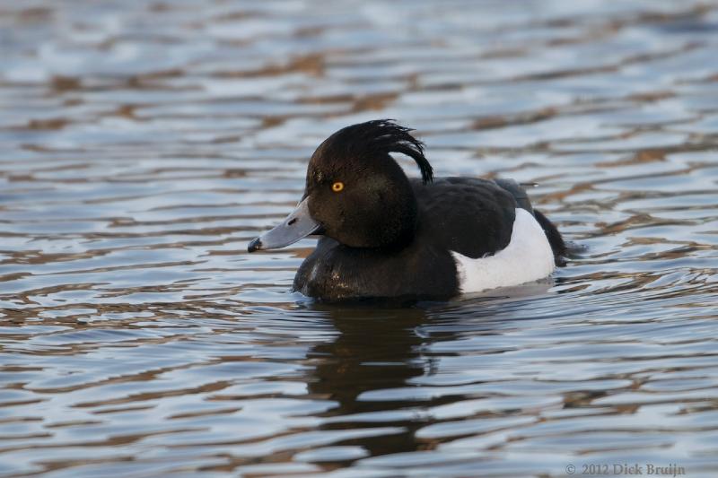 2012-02-11_16-21-17.jpg - Kuifeend, Lelystad-Haven (FL)