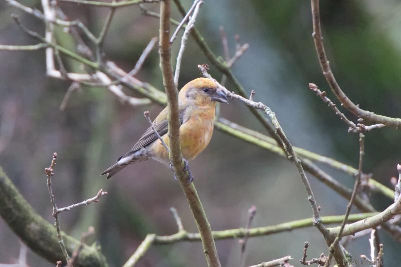 2012-02-19_12-20-37.jpg - Kruisbek, Nunspeter bos