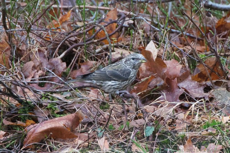 2012-02-19_12-20-55.jpg - Kruisbek, Nunspeter bos