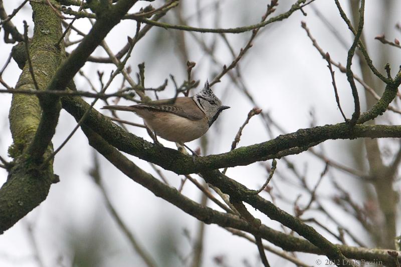 2012-03-03_14-15-41.jpg - Kuifmees, Nunspeter bos