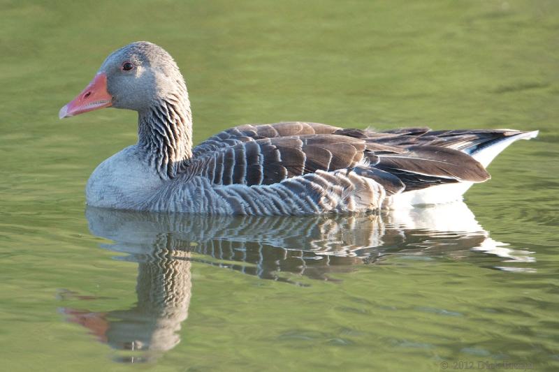 2012-05-24_20-02-34.jpg - Grauwe Gans, Lepelaarsplassen, Almere (FL)