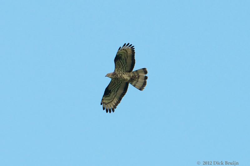 2012-06-30_13-36-33.jpg - Wespendief, Spijk-Bremerberg, Dronten (FL)