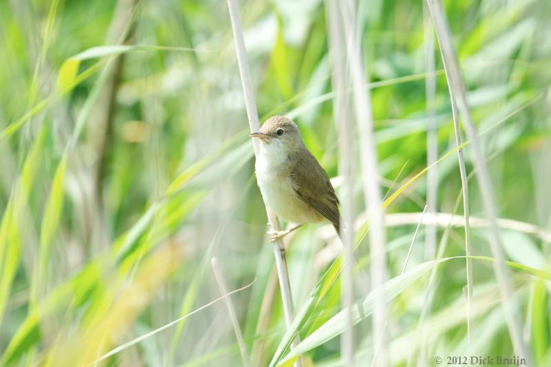 2012-06-30_13-50-48.jpg - Kleine Karekiet,  Spijk-Bremerberg, Dronten (FL)