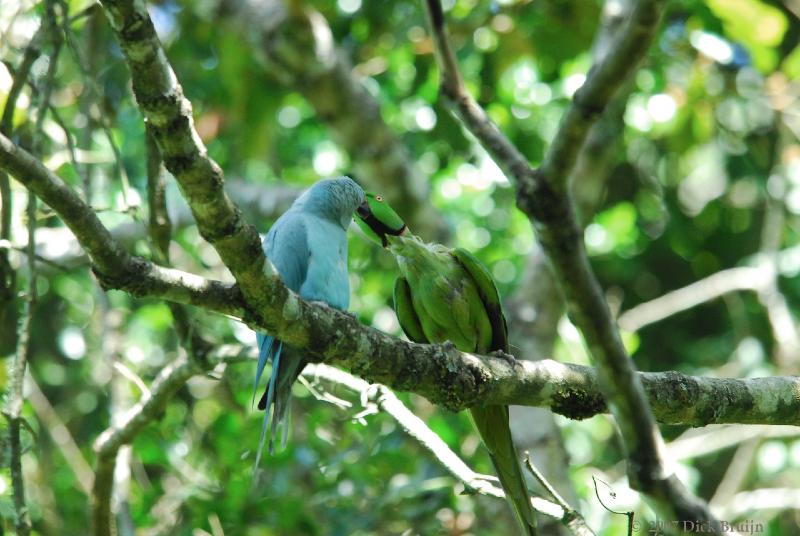 2007-11-18_10-20-50.jpg - Birds of Eden, Plettenberg Bay, South Africa