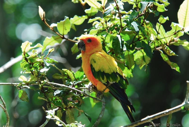 2007-11-18_11-19-00.jpg - Birds of Eden, Plettenberg Bay, South Africa